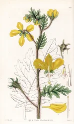 Nasa urens (Hispid Loasa, Loasa hispida). Handkolorierter Kupferstich von Swan nach einer Illustration von William Jackson Hooker aus Samuel Curtis