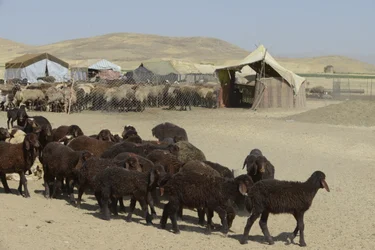 Nomadenzelte zwischen Tamar und Ashkhaneh, Iran 2022