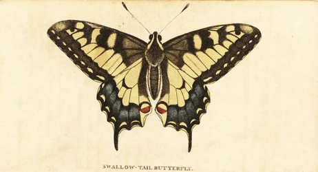 Schwalbenschwanz, Papilio machaon (Kupferstich)