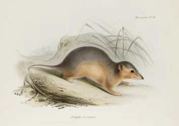 Opossum, ca. 1832-1836