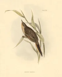 Ornithologie: „Synallaxis rufogularis“ beschrieben von Charles Darwin während seiner Expedition an Bord der Beagle. Tafel aus „The zoology of the voyage of H.M.S. Beagle. Flight. III, Birds described by John Gould, with notice of their habits by Charles Da