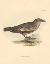 Ornithologie: Die „Taenioptera variegata“ beschrieben von Charles Darwin während seiner Erkundungsreise an Bord der Beagle. Tafel aus „The Zoology of the voyage of H.M.S. Beagle under the command of Captain Fitzroy during the years 1832 to 1836“ bearbeitet