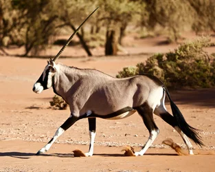 Oryx, Namib-Wüste