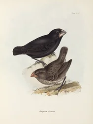Paar Finken, Galapagos-Inseln, ca. 1832-1836