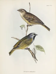 Paar Spatzen oder Finken, ca. 1832-1836