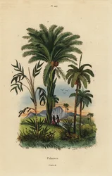 Palmen: Dattelpalme, Phoenix dactylifera 1, Attalea-Art 2 und Geonoma-Art 3