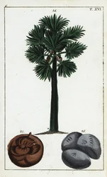Palmyrapalme, Borassus flabellifer