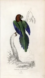 Papagei Pumpadour, Prosopeia tabuensis. Psittacus tabuensis. Lithographie von Joseph Kidd, basierend auf einer Zeichnung von John Audubon, in Miscellany of Natural History: Parrots, Sir Thomas DiK Lauder und Captain Thomas Brown, veröffentlicht in Edinburg