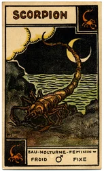 Paranormal. Astrologie. Skorpion (der Skorpion). Astrologische Karte aus: Le Tarot Astrologique, von Georges Muchery, Frankreich
