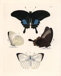 Paris-Pfauenfalter, Papilio paris 1, 2, und gesprenkelter Wanderfalter, Catopsilia pyranthe? 3, 4. Handkolorierte Lithografie aus John O. Westwoods neuer Ausgabe von Dru Drurys „Illustrations of Exotic Entomology“, Bohn, London