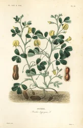 Erdnuss, Arachis hypogaea