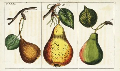 Birnensorten, Pyrus communis