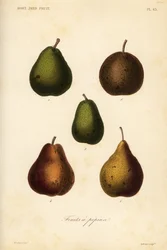 Birnensorten, Pyrus communis