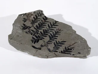 Pecopteris (Gymnosperm-Frond) gefunden in Camerton, Somerset, Oberkarbon