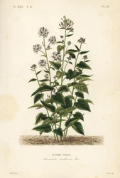 Ausdauernde Mondviole, Lunaria rediviva
