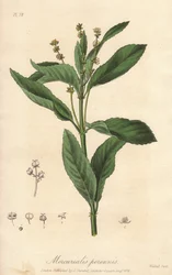 Perennial mercuriale oder Hundskohl (Mercurialis perennis) - Illustration aus „Medical Botanical, Description of the Medicinal Plants of London, Edinburgh and Dublin“ von John Stephenson und James Morss Churchill