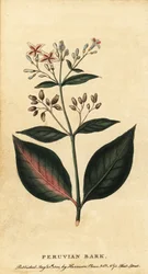 Chinarinde, Cinchona officinalis, 1800 (Gravur)