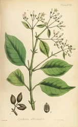 Chinarindenbaum, Cinchona officinalis. Handkolorierte Lithographie von Henry Sowerby aus Edward Hamiltons Flora Homeopathica
