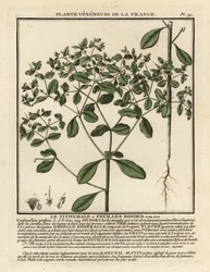 Kleinblütige Wolfsmilch, Euphorbia peplus