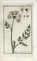 Sumpf-Peucedan oder Sumpf-Petersilie (Selinum marsh). Lithographie aus „Afbeelding der Artseny-Gewassen“ von Johannes Zorn (1739-1799), Niederlande