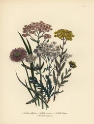 Rosa blühende Schafgarbe, Achillea milfolium, goldene Schafgarbe, Achillea tomentosa, Clavena