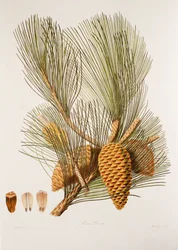 Pinus pinaster