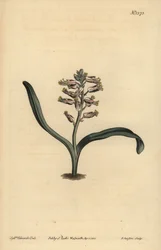 Einfarbige Lachenalie, Lachenalia unicolor