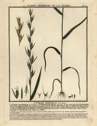 Taumel-Lolch, Lolium temulentum