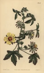 Stachelstieliger Hibiskus