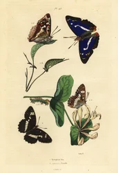 Großer Schillerfalter und Kleiner Eisvogel