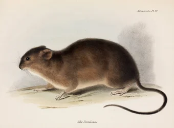 Ratte, Südamerika, ca. 1832-1836