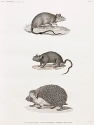 Ratte aus Alexandria; Echimis aus Ägypten; Ohrenigel