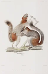 Rotbauch- oder Mexikanische Grauhörnchen