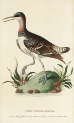 Rotschnabel-Phalarope, Phalaropus lobatus. Illustration kopiert von George Edwards. Handkolorierter Kupferstich aus 