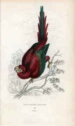 Roter Ara oder Macau Ara. Psittacus macao. Lithographie von Joseph Kidd, basierend auf einer Zeichnung von John Audubon, in Miscellany of Natural History: Parrots, Sir Thomas DiK Lauder und Captain Thomas Brown, veröffentlicht in Edinburgh, Schottland, 183