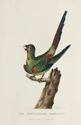 Rotschulter-Sittich, Australien, ca. 1788