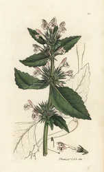Rote Hanfnessel, Galeopsis tetrahit (Rote Nessel) Handkolorierter Kupferstich von James Sowerby aus James Smith