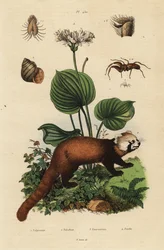 Roter Panda, Ailurus fulgens, gefährdet, nördliche Weihnachtslilie, Proiphys amboinensis, Fluss-Schnecke, Viviparus viviparus, und Spinne, Palpimanus-Art