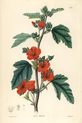 Rote Purpur-Globemalve, Sphaeralcea miniata. Handkolorierter Kupferstich von Weddell nach Edwin Dalton Smith aus John Lindley und Robert Sweets 