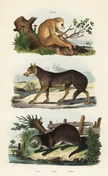 Roter Schlanklori, Loris tardigradus gefährdet 1, Wolf, Canis lupus 2 und Eurasischer Fischotter, Lutra lutra 3