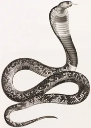Reptilien: Eine Aspisviper