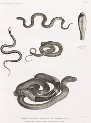 Reptilien: Serie von Illustrationen von Schlangen