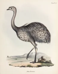 Nandu, Südamerika, ca. 1832-1836
