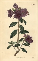 Rhododendron oder Azaleenfloristen - Immergrüner daurischer Rhododendron, Rhododendron dahuricum sempervirens. Handkolorierter botanischer Stich von Weddell aus John Sims