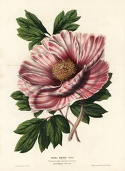 Gerippelte Pfingstrose von Flandern, Hybride, Paeonia moutan vittata, var. rubanee von Flandern. Handkolorierte Lithographie von L. Stroobant aus Louis van Houtte und Charles Lemaire