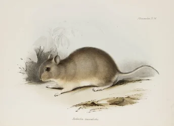 Nagetier, ca. 1832-1836