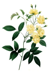 Rose Rosier de Bancks var. a fleurs jaunes, Rosa banksiae, Banks-Rose