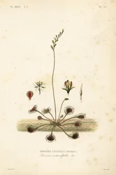 Rundblättriger Sonnentau, Drosera rotundifolia