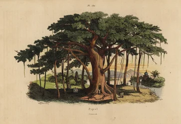 Heiliger Feigenbaum oder Peepal-Baum