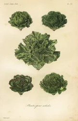 Salatgemüse, plantes pour salades